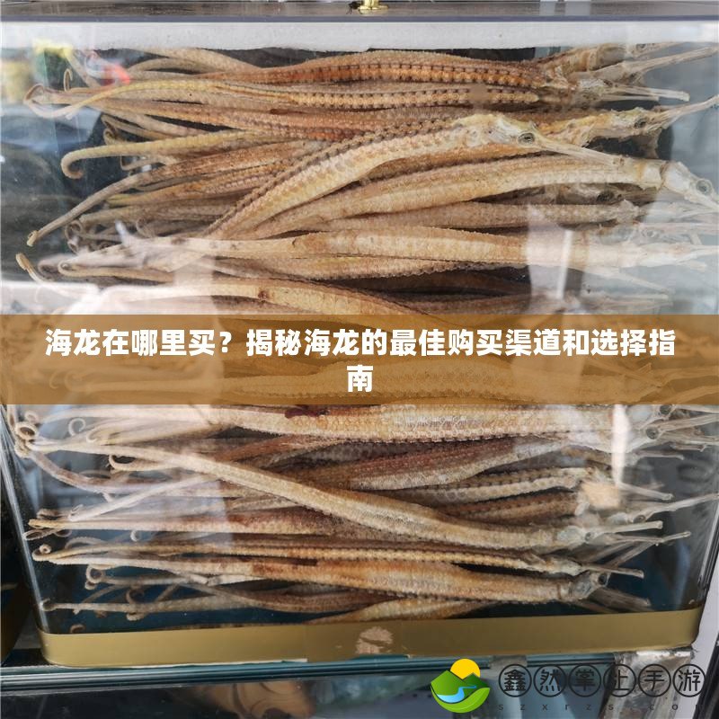 海龍在哪里買？揭秘海龍的最佳購買渠道和選擇指南